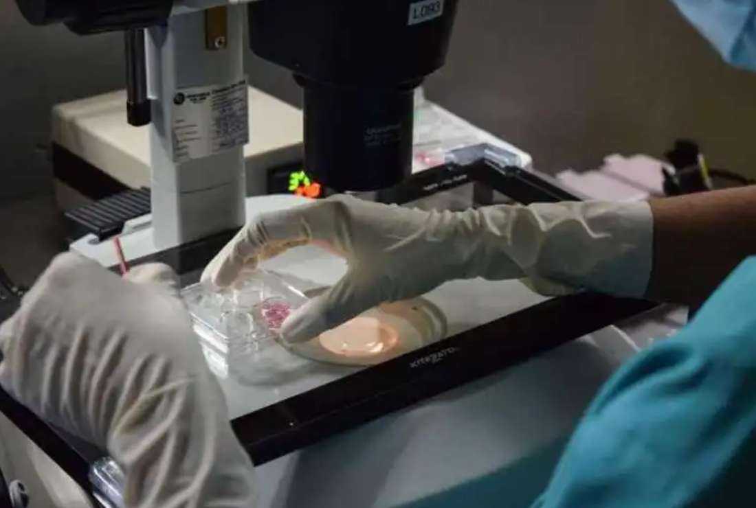 A staff member shows a mock-up of work being done on women's eggs in the laboratory at the KL Fertility Centre in Kuala Lumpur, Malaysia